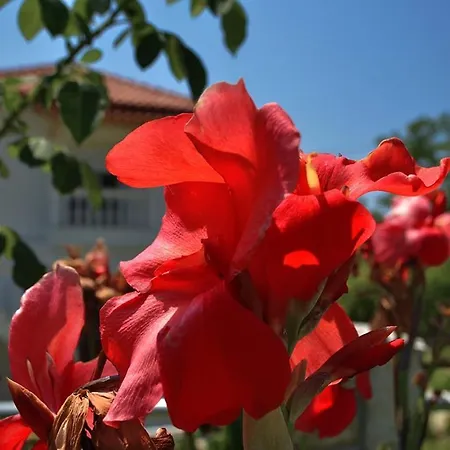 Apartman Helen