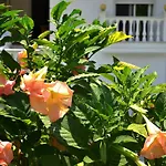 Apartman Helen