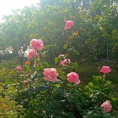 Helen Appartement Lukovë