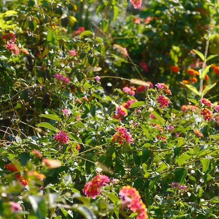 Helen Appartement Lukovë