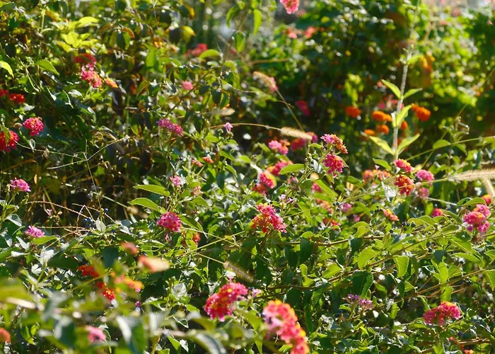 Helen Apartment Lukove